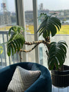 Rhaphidophora Decursiva ( Old Growth xl )