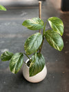 Variegated Monstera Lechleriana For Sale  ( 3 Leaf well rooted top cutting )