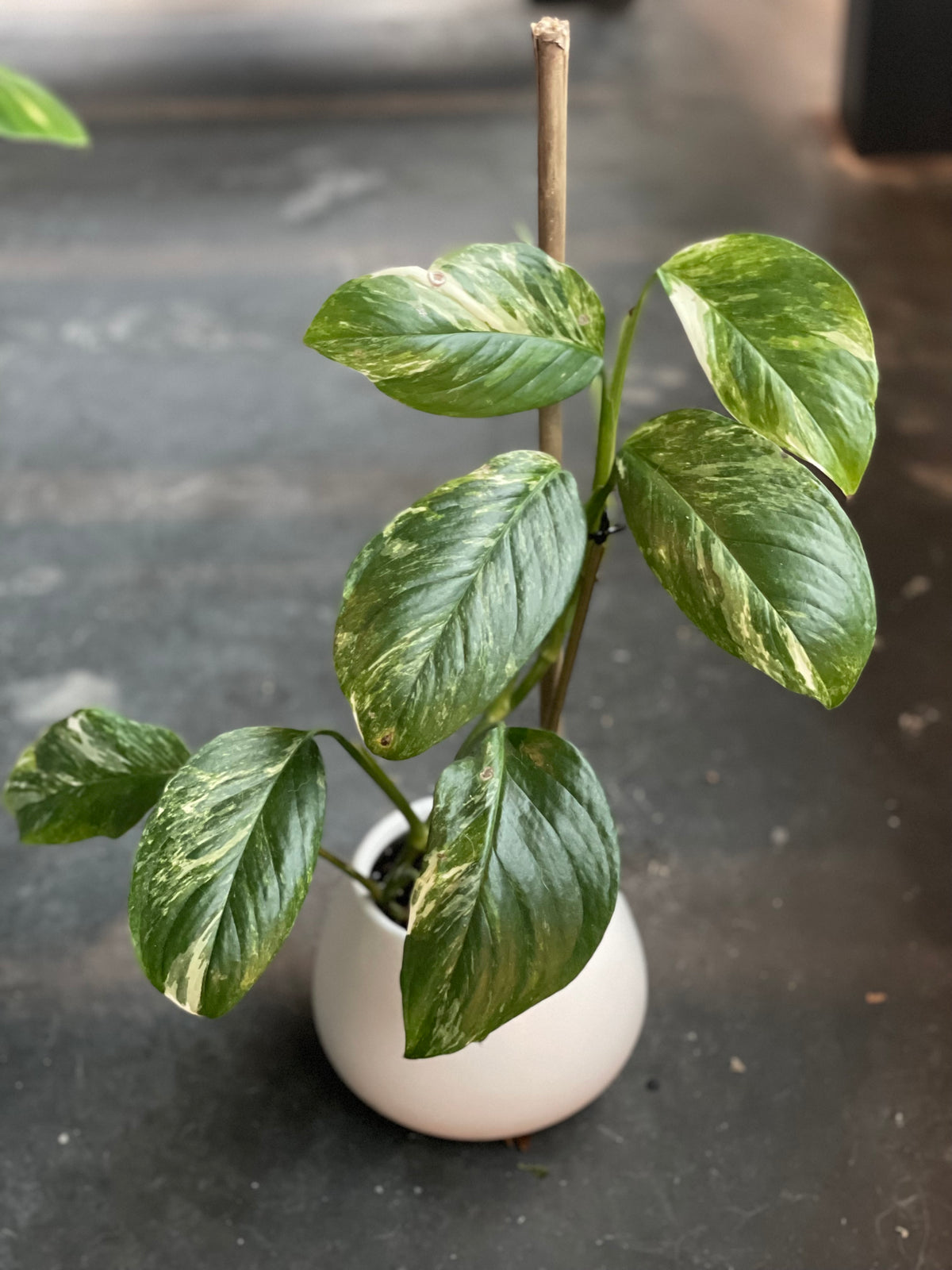 Variegated Monstera Lechleriana For Sale  ( 3 Leaf well rooted top cutting )