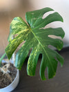 Variegated Monstera Deliciosa Aurea ( new leaf )