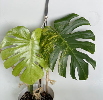 Variegated Monstera Deliciosa Aurea ( new leaf )