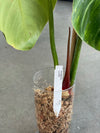 Philodendron Luxurian