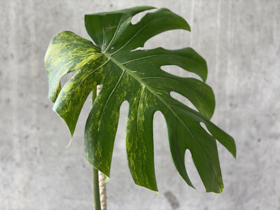 Variegated Monstera Deliciosa