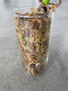 Anthurium Lentil