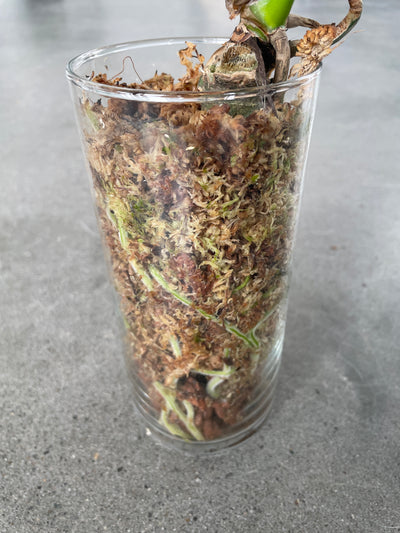 Anthurium Lentil