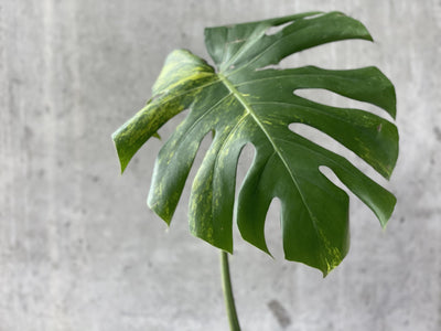 Variegated Monstera Deliciosa