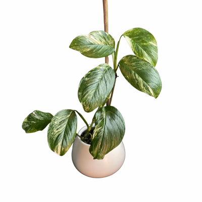 Variegated Monstera Lechleriana For Sale  ( 3 Leaf well rooted top cutting )
