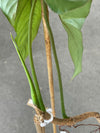 Philodendron Pinnatilobum AFF