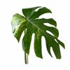 Variegated Aurea Monstera Delicious in white platice self watering planter against white background
