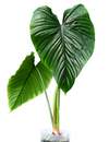 Philodendron Rubrocinctum Platinum
