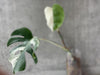 Monsters Borsigiana Albo Variegata - Rare Home Plants