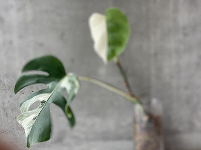 Monsters Borsigiana Albo Variegata - Rare Home Plants