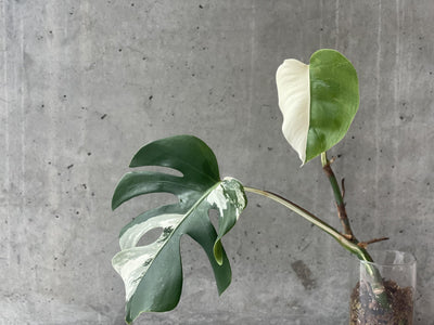 Monsters Borsigiana Albo Variegata - Rare Home Plants