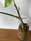 Monsters Borsigiana Albo Variegata - Rare Home Plants