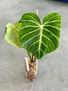 Philodendron Luxurian