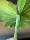 Variegated Monstera Deliciosa Aurea ( new leaf )