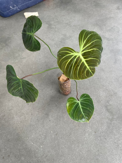 Philodendron Rubrijuvenile “El Choco Red"