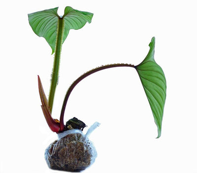 Philodendron Plowmanii