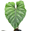 Philodendron Plowmanii