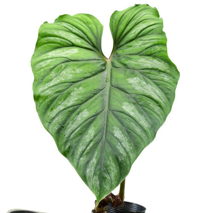 Philodendron Plowmanii