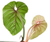 Philodendron Plowmanii